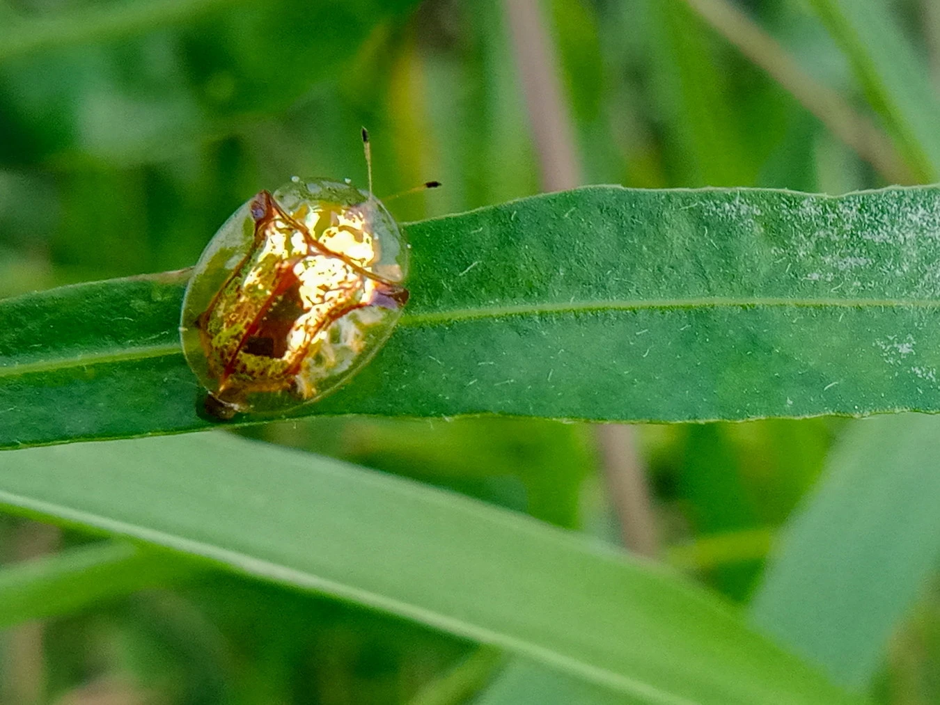 Top 10 loài côn trùng độc đáo, cơ thể trông như dát vàng