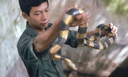 Khám phá vương quốc rắn độc ở Việt Nam năm 1991