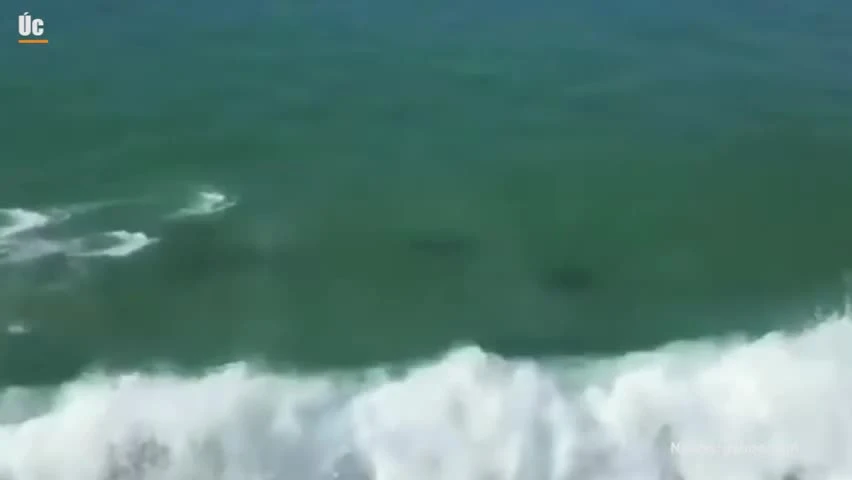 Cảnh tượng đàn cá heo chơi “lướt ván” gần bờ