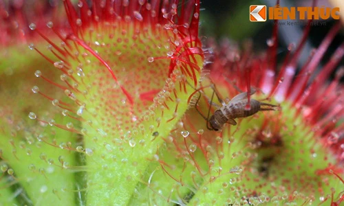 Cận cảnh loài cây ăn thịt quái lạ của Việt Nam