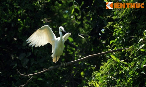 Tận mục vườn chim giữa lòng thành phố độc nhất VN