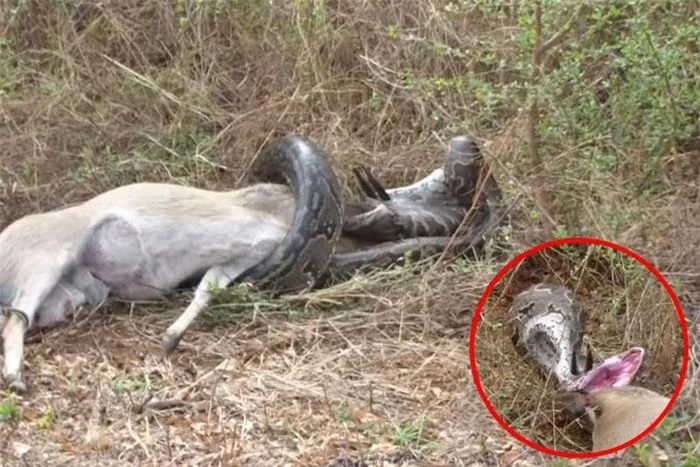 Video: Trăn khổng lồ bị sừng linh dương đâm xuyên họng