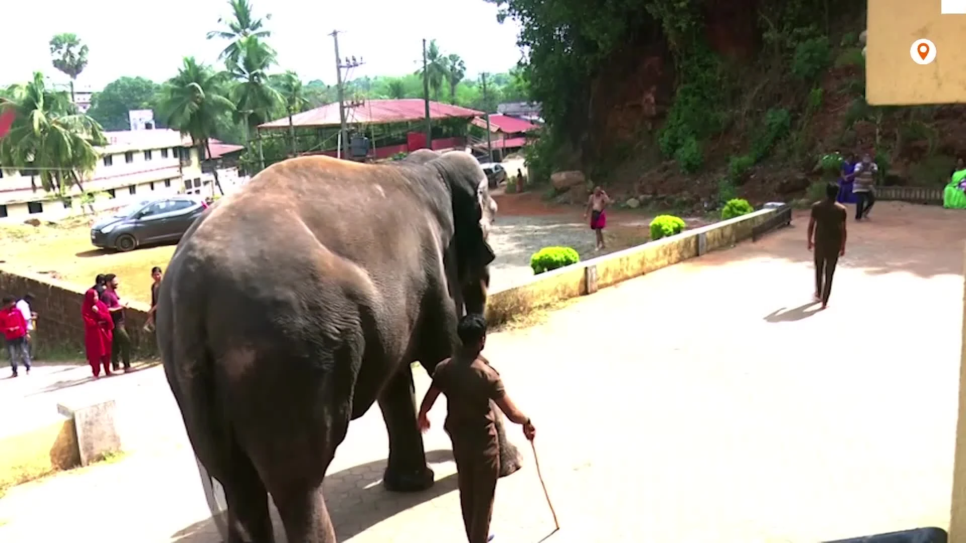 Video: Bật cười với tài đá bóng quá siêu của chú voi 33 tuổi