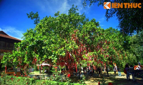 Giải mã “cây tình yêu” độc nhất vô nhị Việt Nam