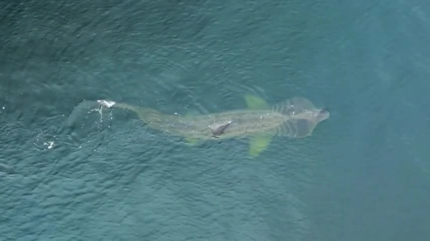 Phát hiện cá mập có thân hình quái dị ở bờ biển Burghead