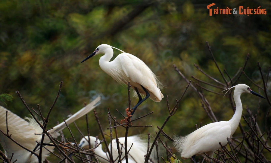Vườn chim độc đáo giữa ngôi chùa cổ nổi tiếng Nam Bộ