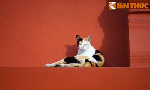 Khám phá thế giới thú vị của loài mèo ở Bangkok 