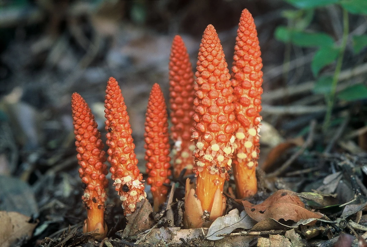 Cận cảnh loài cây đỏ rực kỳ lạ, chữa được “bách bệnh” ở Việt Nam 