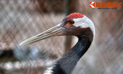 Khám phá loài chim cực hiếm của Nhật Bản ở Hà Nội