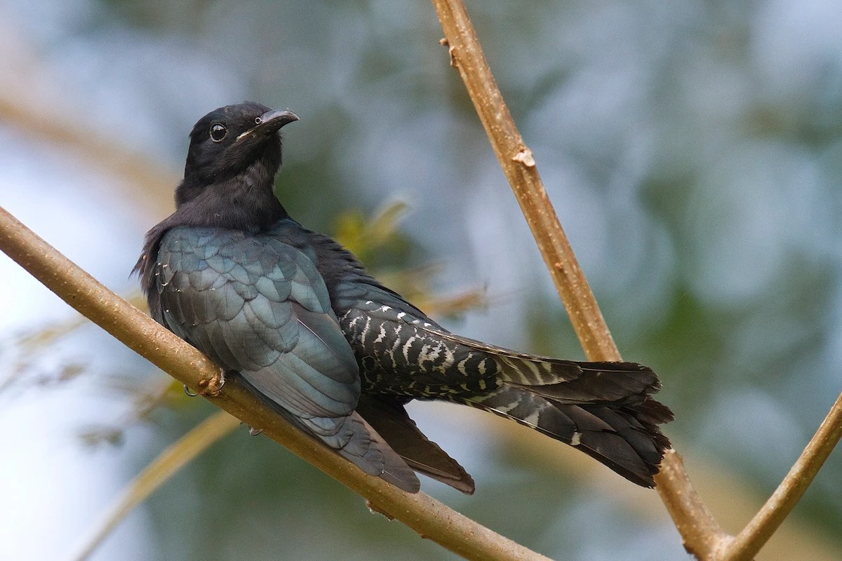 Cận cảnh các loài chim cu cu thú vị của Việt Nam (2)