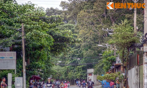 “Khu rừng” tuyệt đẹp trong ngôi chùa ở Sài Gòn