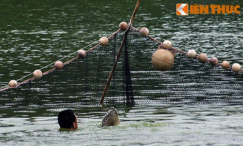 Ảnh độc: Bộ đội đặc công bắt cụ Rùa Hồ Gươm 2011