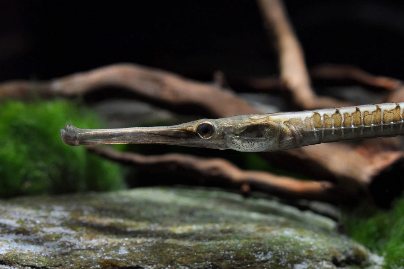 Soi loài cá cảnh độc dị của Việt Nam khiến thế giới phát sốt