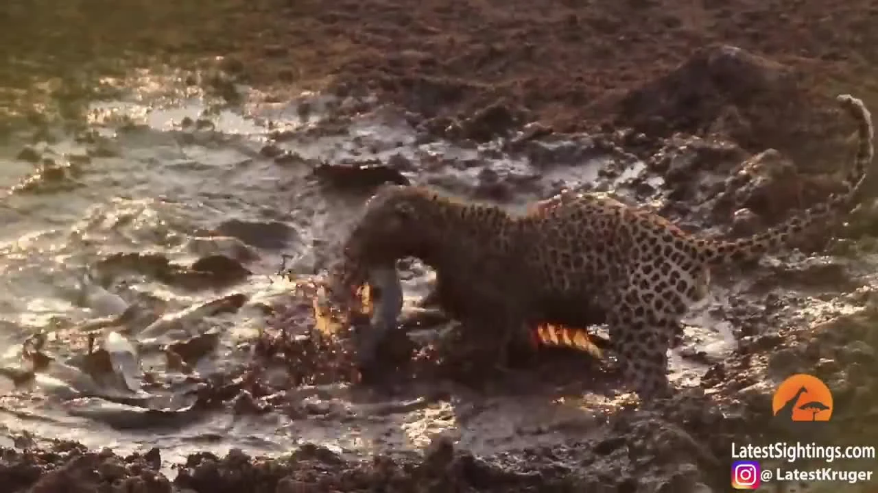 Video: Báo hoa mai tận hưởng bữa tiệc cá trê ‘khủng’ 