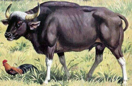 Điểm danh 10 loài vật đã tuyệt chủng ở Việt Nam 2 thập kỷ qua