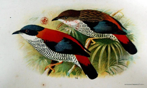 Hình độc về các loài chim VN trong sách cổ của Pháp (2)