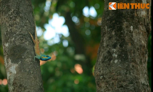 Độc đáo vườn cao su cổ thụ giữa Sài Gòn