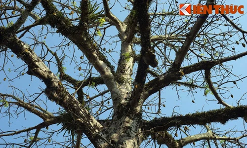 Ngắm cây bao báp châu Phi khổng lồ giữa Kinh thành Huế