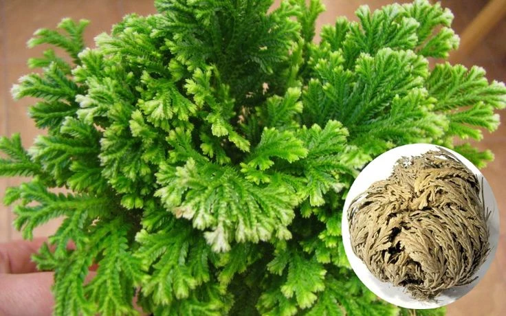 Loài cây duy nhất trên thế giới hồi sinh sau khi chết khô