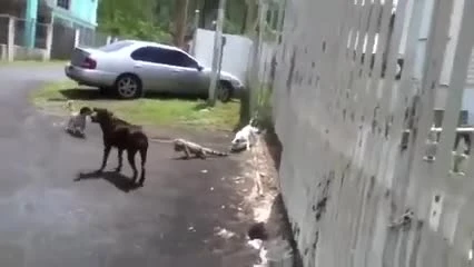 Video: Cự đà bị 3 chú chó "tẩn lên bờ xuống ruộng"