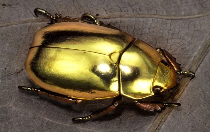 Bí mật loài bọ hung “phủ đầy vàng” 4 số 9 chói lóa