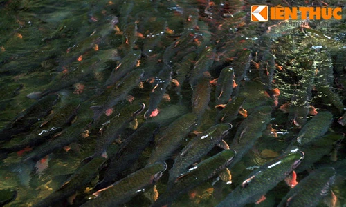 Hình ảnh khó tin ở suối cá thần nổi tiếng nhất VN