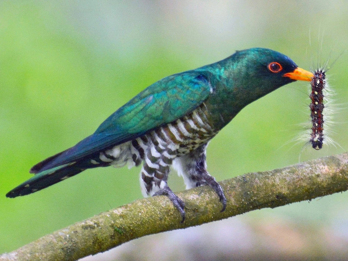 Cận cảnh các loài chim cu cu thú vị của Việt Nam (1)