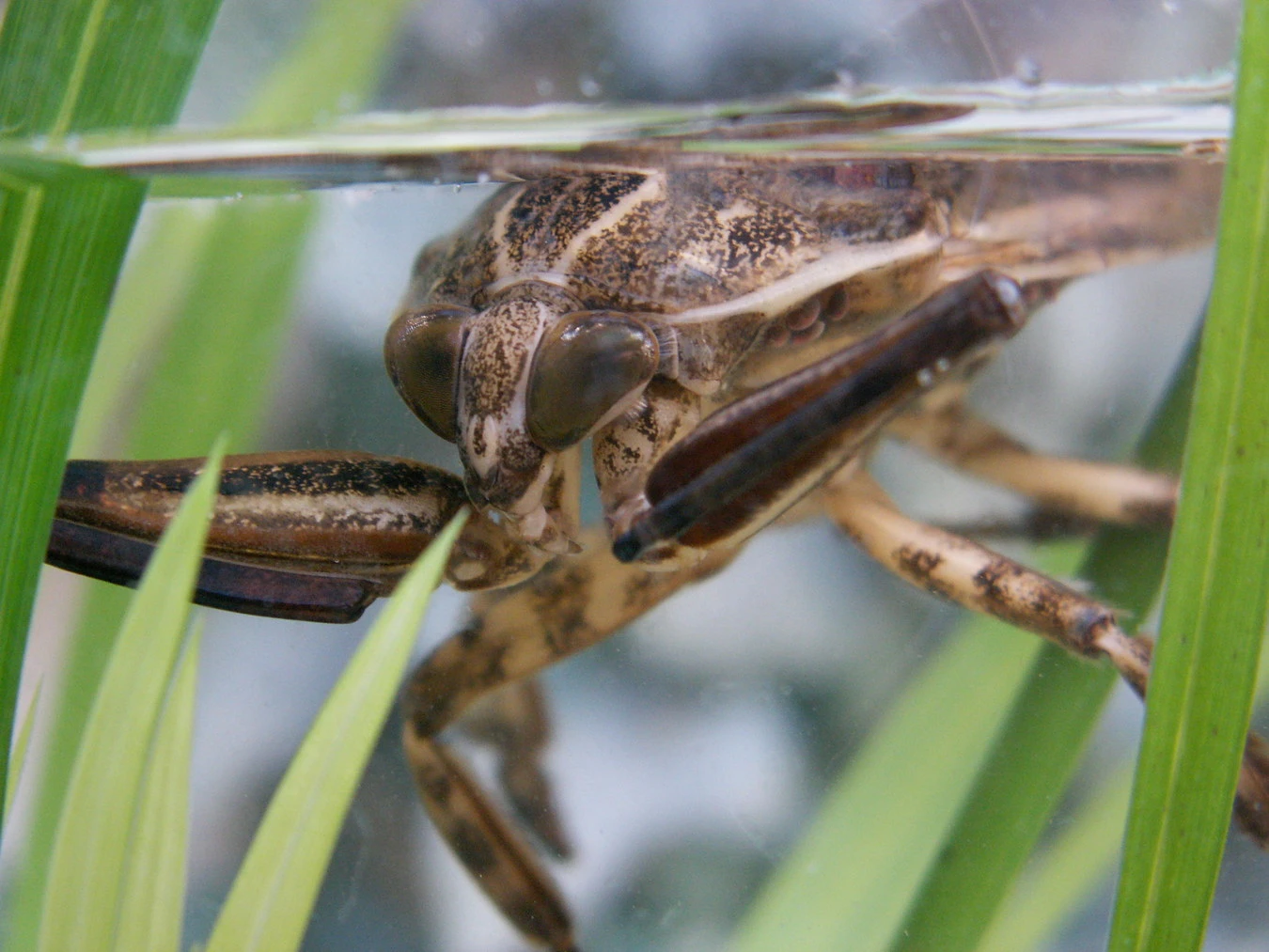 Tròn mắt ngắm top 10 loài côn trùng lớn nhất thế giới