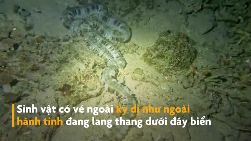 Loài hải sâm như ngoài hành tinh dưới đáy đại dương