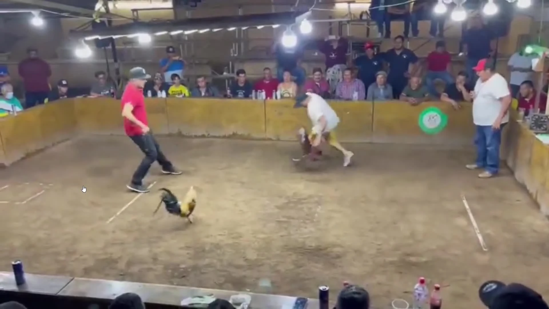 Người đàn ông bị gà cưng lao vào tấn công trong sới chọi