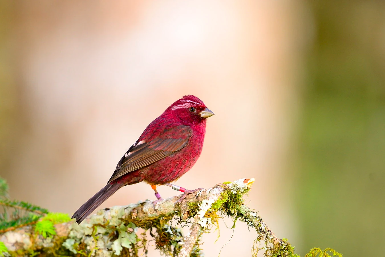 Loài chim đỏ như máu, mới được phát hiện ở dãy Hoàng Liên Sơn 