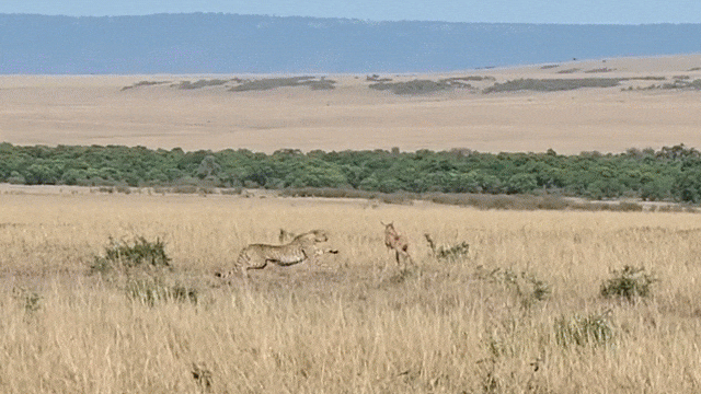 Video: Linh dương liều chết tử chiến báo săn bảo vệ con
