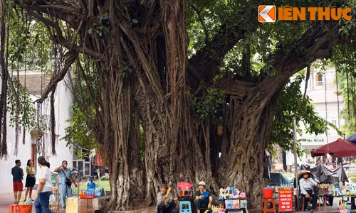 Ngắm cây đa “khổng lồ” vòng thân rộng cả chục mét bên hồ Gươm
