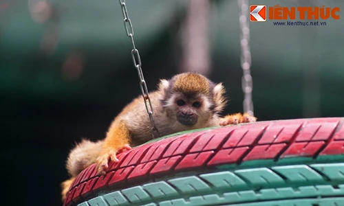 Ngắm loài khỉ nhỏ tẹo, khỉ cái có... “của quý” ở Sài Gòn