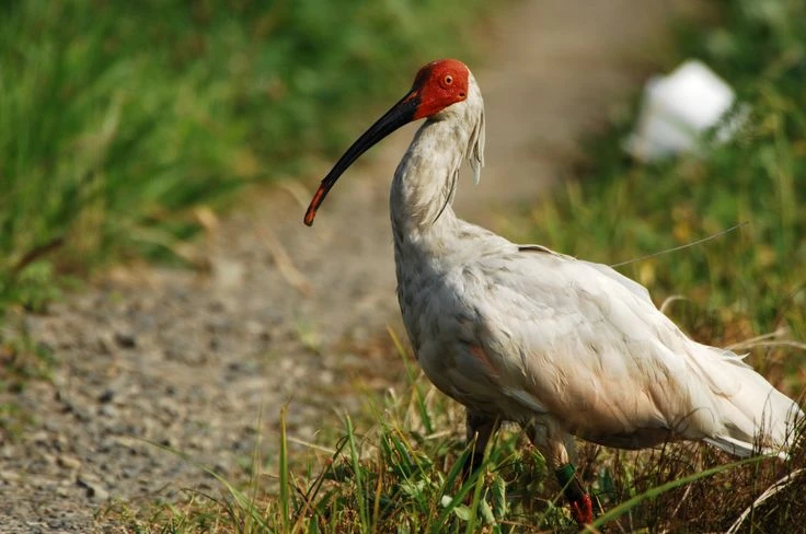 Cận cảnh loài chim siêu quý hiếm, được coi là quốc bảo Nhật Bản