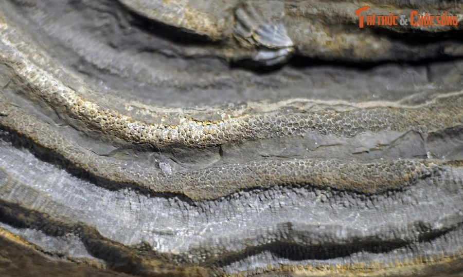 Ngắm hóa thạch quý được đề cử Bảo vật quốc gia Việt Nam