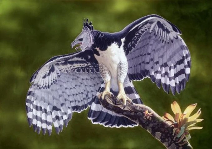 Cận cảnh loài chim săn mồi đáng sợ nhất hành tinh... "ác mộng" của khỉ 