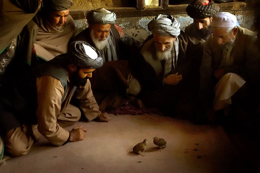 Chọi chim cút - thú chơi lạ lùng, đặc biệt nhất hành tinh