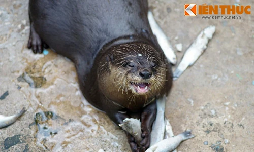 Tan chảy trái tim với loài rái cá cực dễ thương của VN