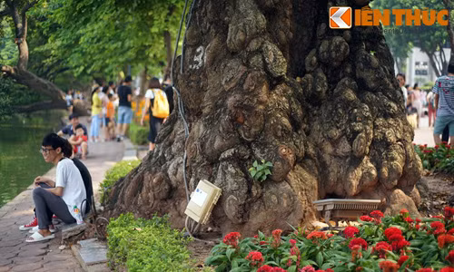 Cây gạo có gốc to dị như '“quái vật” bên Hồ Gươm