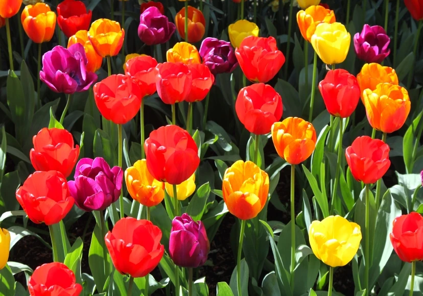 3 con giáp tháng 6 làm ăn thuận lợi, tháng 7 nhân duyên đơm hoa