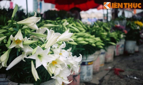 Truyền thuyết đẫm nước mắt về hoa loa kèn - hoa tháng Tư