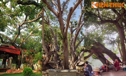 Điểm mặt những cây cổ thụ nhiều thân kỳ lạ nhất Việt Nam