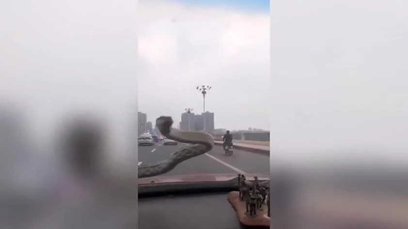 Video: Hoảng hồn thấy rắn ngoe ngẩy trước kính chắn gió ôtô đang chạy