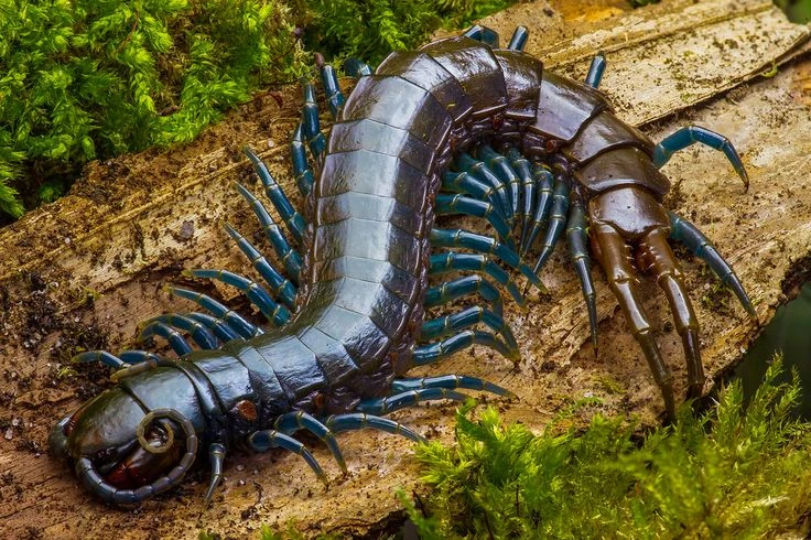 10 điều đáng ngạc nhiên không phải ai cũng biết về loài rết