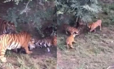 Khủng khiếp cảnh hổ xé xác nhau trong sở thú Trung Quốc