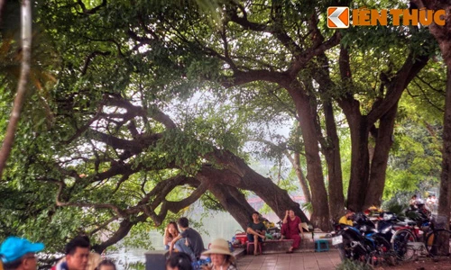 Sự thật ngỡ ngàng cây lộc vừng 9 gốc huyền thoại bên Hồ Gươm 