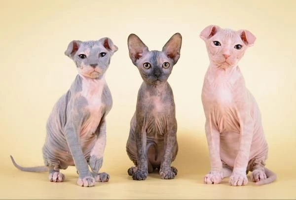 Phát hoảng loạt động vật trụi lông, như đến từ hành tinh khác