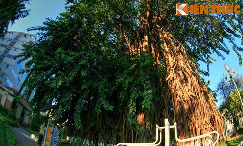 Tận mục cây cổ thụ khổng lồ nhất Sài Gòn