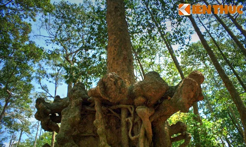 Lạc vào rừng cổ thụ kỳ quái giữa thành phố ở VN